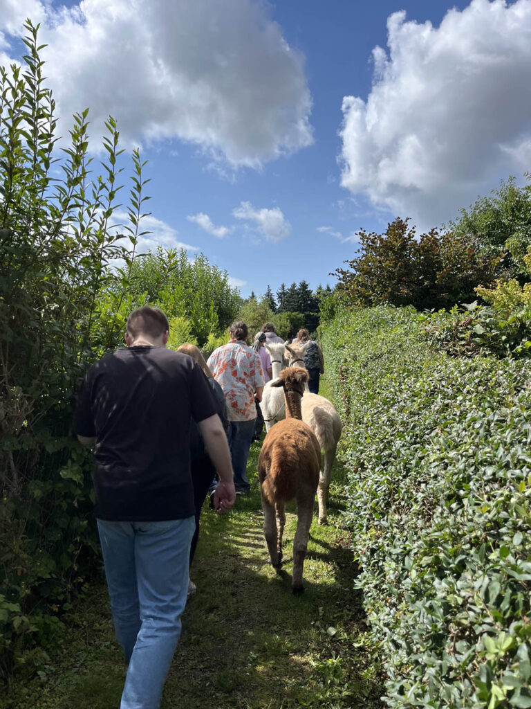 Blick von hinten. Alpakas und Menschen wandern zusammen, Seite an Seite, zwischen Hecken hindurch.